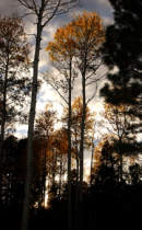 Aspens at the Peaks 0184